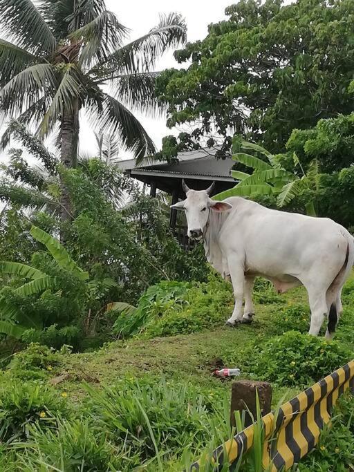 شقة The Balcony Of The Camiguin Island مامباجاو المظهر الخارجي الصورة